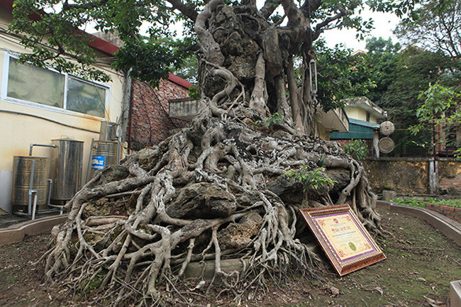 Đến nay, cây sanh cổ "Cửu long tranh châu" trồng trong chậu có bộ rễ với chu vi 9,1m, dài 3,7m, ngang 2m và cao 1,9m.