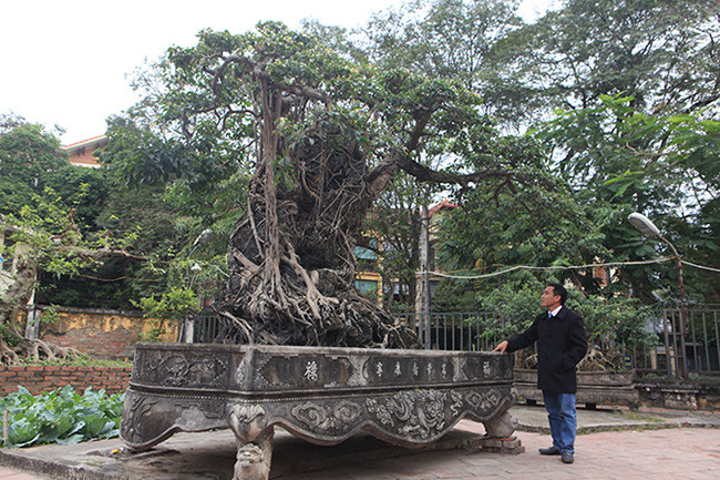 Cây sanh "Mộc thạch nghênh phong" cao 3m, chu vi của cả bộ rễ ôm đá này lên đến 5,5m.