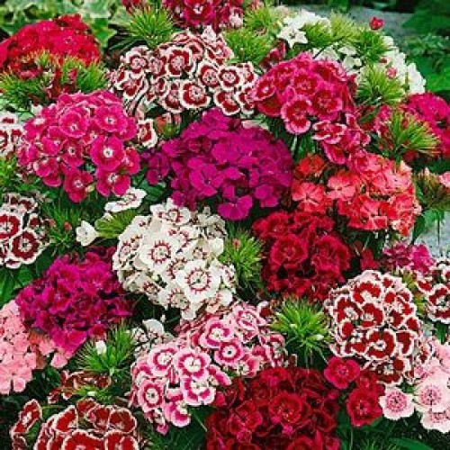 Màu sắc may mắn nhất đối với người tuổi Mùi: nâu, đỏ và tím. Loài hoa may mắn nhất đối với người tuổi Mùi: hoa cẩm chướng, hoa anh thảo.