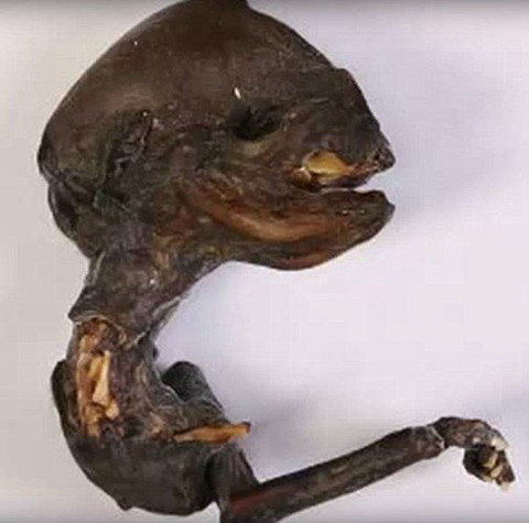 Xác người ngoài hành tinh ở Nga. Cũng trong tháng 9/2015, một vật lạ được cho là giống với xác người ngoài hành tinh tí hon cũng đã được tìm thấy ở gần nhà máy điện hạt nhân Leningrad tại thị trấn Sosnovy Bor, bên bờ sông Kovashi của Nga. Sinh vật này có hộp sọ phình to, cơ thể thon dài, bàn chân có móng và không giống bất cứ một sinh vật nào trên trái đất. Một nhà khoa học giấu tên cho biết, xác chết trên không có cổ và cánh nên đó không phải là cá hay gia cầm.
