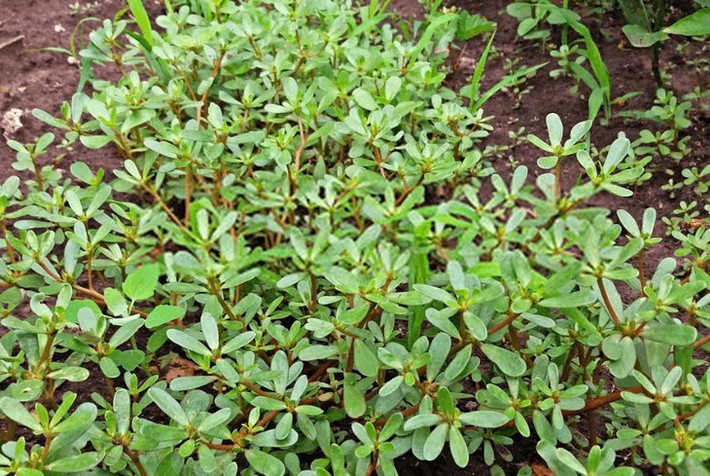  Rau sam thường mọc như cỏ, bạn có thể dễ dàng nhổ ở trong vườn. Rau sam là loại có tán lá rộng, phát triển mạnh vào mùa hè và sống ở lớp đất bề mặt có cỏ mọc. Ảnh Internet