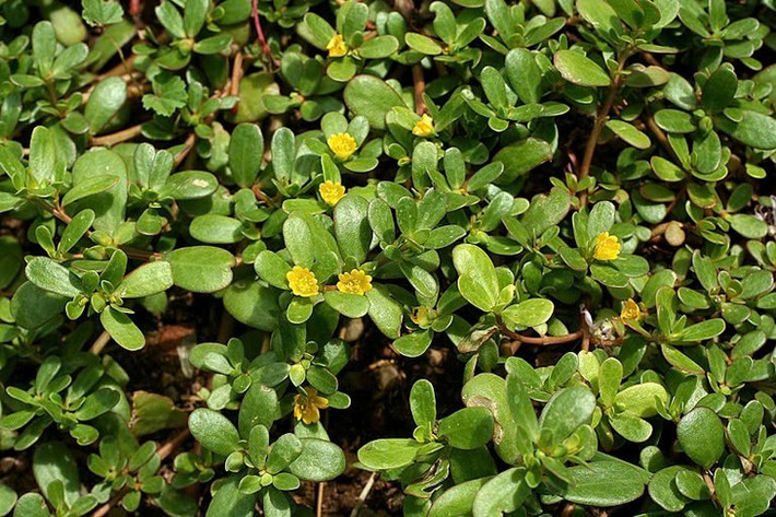 Rau sam có vị chua nhẹ, không chứa chất độc hại, có tính lạnh và cung cấp nhiều giá trị dinh dưỡng. Ảnh Internet