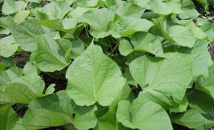 Giảm nguy cơ loãng xương: Vitamin K có trong rau lang là cân bằng hàm lượng canxi có trong xương. Bằng việc kết hợp vitamin K với vitamin D, quá trình hình thành xương sẽ đạt hiệu quả cao hơn, vết gãy ở xương cũng nhanh chóng được hồi phục. Ảnh Internet