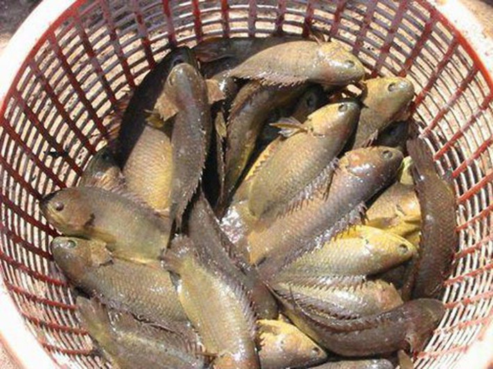 Thịt cá rô đồng có tính bình, vị ngọt, bổ khí huyết và lợi cho gân xương. Đây là loại thực phẩm thích hợp cho những người bị suy nhược cơ thể, hay đau đầu nhức mỏi, dùng thường xuyên sẽ giúp cơ thể khỏe mạnh.