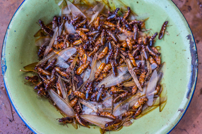 Mối châu Phi: Những người đã từng ăn qua món ăn kinh dị này đánh giá là mối giống như vị của cà rốt và là một nguồn cung cấp protein tuyệt vời.