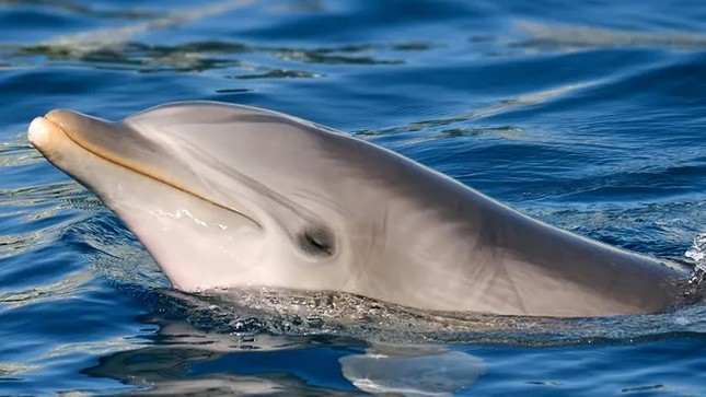 Cá heo mũi chai (Tursiops truncatus) vốn là loài có tính xã hội và thường sống theo đàn. Thế nhưng, vào tháng 9/2019, người dân địa phương phát hiện một con cá heo đơn độc, được đặt tên là Delle, thường xuyên xuất hiện ở kênh Svendborgsund, phía Nam đảo Funen, Đan Mạch. Ảnh: Freder/Getty Images.