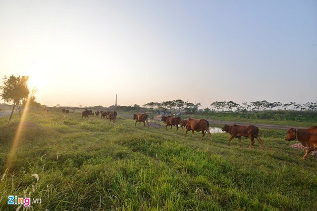Giống như khu đô thị Kim Chung – Di Trạch, khu Vườn sinh thái Cẩm Đình - Hiệp Thuận (Hà Nội) cũng đang rơi vào tình trạng tương tự. Sau 9 năm triển khai, khu nghỉ dưỡng này vẫn là bãi cỏ tốt tươi nên người dân sống xung quanh thường đưa đàn bò hàng trăm con đến chăn thả.