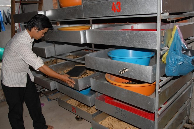 Sinh ra trong hoàn cảnh khó khăn, không thể thực hiện ước mơ vào đại học, anh Nguyễn Hữu Thanh (ấp Đồng Ky, xã Quốc Thái, huyện An Phú, tỉnh An Giang) đã đổi đời nhờ nghề nuôi sâu gạo. Trại nuôi của anh Nguyễn Hữu Thanh, ở ấp Đồng Ky, xã Quốc Thái, huyện An Phú, An Giang xuất bán mỗi tháng thu lãi trên 15 triệu đồng. Ảnh: Zing.