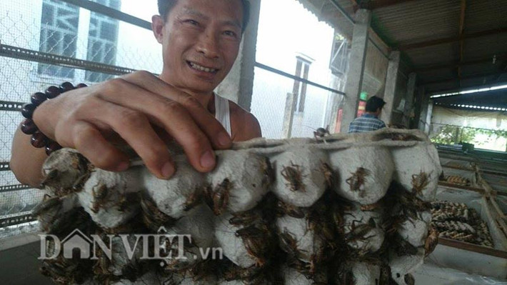 Cung cấp cho thị trường mỗi tháng khoảng 6 tấn dế - tương đương 5 triệu con dế thịt, trang trại dế Thanh Dũng của nông dân Trương Thanh Dũng (xã Đức Lập Thượng, huyện Đức Hòa, Long An) được xem là trại dế lớn nhất nhì ở vùng ĐBSCL. Ảnh: Dân Việt.