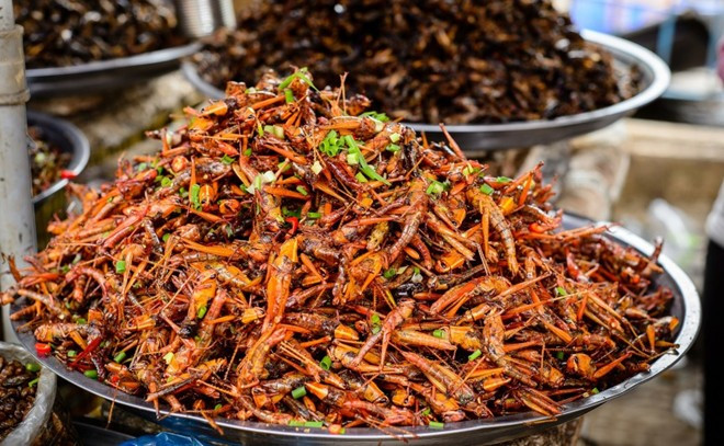 Tương tự như dế mèn, châu chấu, cào cào được xem là món ăn đặc sản dân dã. Và được dân nhậu gọi với cái tên "tôm bay". Rất nhiều món ăn có thể chế biến từ loài này nhưng thường thì những người sành ăn thích lựa chọn món châu chấu rang lá chanh.