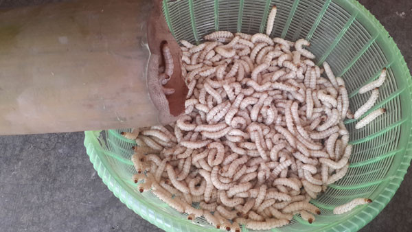 Sâu tre hay còn gọi với tên dân dã là sùng tre, đây là loại côn trùng được một số bà con vùng cao hay bắt về chế biến các món ăn. Loài sâu tre này có hàm lượng đạm cao, giàu chất dinh dưỡng, tốt cho sức khỏe