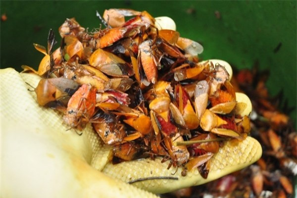 Bọ xít thường được người dân bắt vào mùa hoa nhãn, hoa vải sau đó đem vặt cánh, rút bỏ ruột và rửa bằng nước muối để đánh tan mùi. Nhiều người cho rằng để ăn món này cũng cần can đảm, tuy nhiên bọ xít khi chế biến kỹ sẽ rất giòn và thơm. Bọ xít được bán với giá 220.000 đồng/kg.