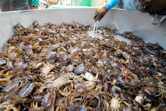 Cua đồng ở miền Tây hiện được bán với giá 45.000 đồng/kg nhưng vẫn khan hàng.