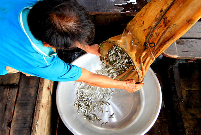 Trước đây, mùa nước nổi mang lại nguồn thu hàng nghìn tỷ đồng từ cá tôm cho người dân An Giang, Đồng Tháp. Nhưng nay nước không về, nhiều người đặt bẫy cá hàng giờ vẫn... về tay không. Cá linh non có giá khá cao do đầu mùa còn khan hiếm.