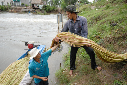 Bông súng là một trong những sản vật miền Tây không thể thiếu trong mùa nước nổi.