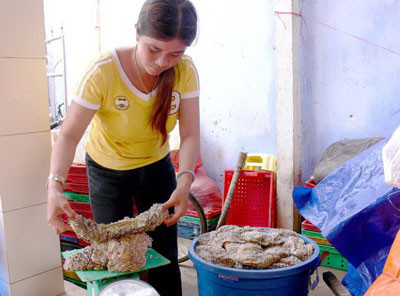 Khác với nhiều ngành nghề khác, ngư dân hành nghề lặn bắt hải sâm ra khơi không mang lưới. Ngư cụ của họ gồm kính lặn, 200m dây hơi, vợt lưới có thể chứa 30 con hải sâm cùng bình oxy lớn. Ngoài lương thực, thực phẩm, trong hầm tàu cá của chuyến ra khơi lặn biển lúc nào cũng có khoảng hai tấn muối hột và 300 cây đá. Trong hình là hải sâm sau khi được sơ chế. Ảnh: Người lao động.