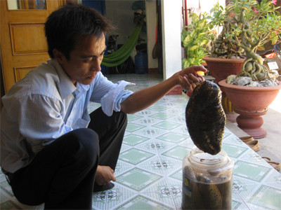 Hải sâm lúc nào cũng có giá cao, vừa đưa về đến cảng là các thương lái mua ngay, đem lại thu nhập lớn cho thợ lặn và chủ tàu. Hải sâm to như trong hình có giá hai triệu đồng/kg. Ảnh: Quân đội nhân dân.