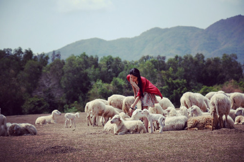 Ban đầu, các hộ nuôi cừu chủ yếu là để bán lấy thịt và lông. Tuy nhiên, sau khi có du khách tìm đến để chụp ảnh và tham quan, người dân đã làm dịch vụ phục vụ du khách.