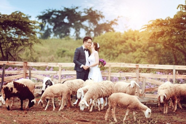 Đồng cừu ở Thảo nguyên hoa Long Biên, Hà Nội: Không cần đến Ninh Thuận hay Đồng Nai xa xôi, bạn có thể ghé thăm một đồng cừu ngay trong lòng Hà Nội.
