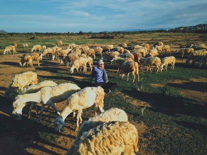 Đồng chăn cừu An Hòa, Ninh Thuận: Nằm cách trung tâm thành phố Phan Rang khoảng 16 km theo hướng Tây Bắc chạy theo quốc lộ 1A, đồng cừu An Hòa (thôn An Hòa, xã Xuân Hải, huyện Ninh Hải) là địa điểm lí tưởng được nhiều du khách ghé thăm.