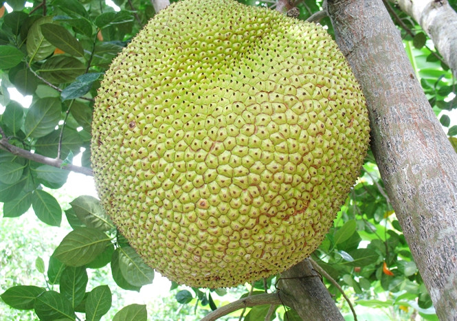 Giống mít không hạt khá dễ trồng, không kén đất và hiếm sâu bệnh hại cây. Cây trưởng thành cao tối đa 5m, tán 3-4m. Ảnh: NNVN.
