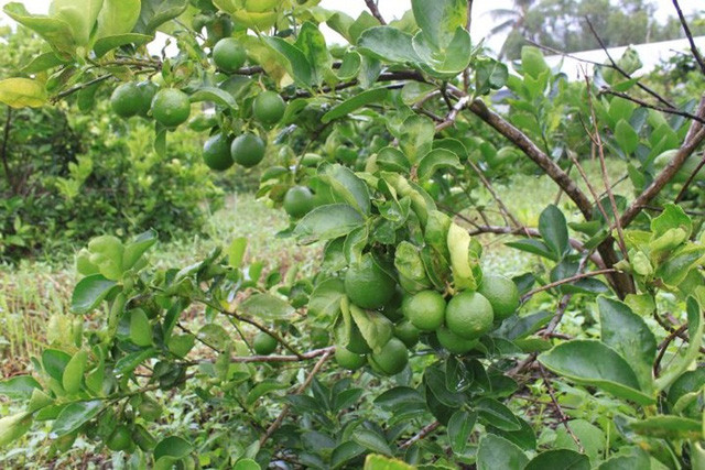Chanh không hạt dễ trồng, ít bị sâu bệnh lại cho trái quanh năm, thời gian từ trồng đến thu hoạch là 18 tháng. Ưu điểm của loại trái cây không hạt này là khỏe mạnh, lá lớn, không gai, trái chùm, trái chanh to có vỏ mỏng, không hạt, nhiều nước, vị chua mùi thơm. Ảnh: Zing.