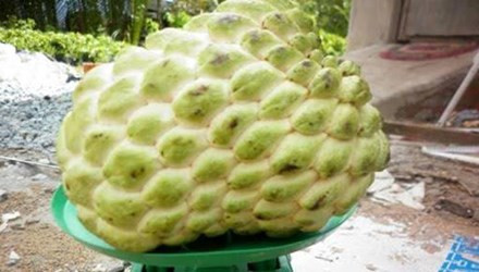 Cây na không hạt Thái đã có thể chịu cả úng và hạn cao hơn giống thường. Giống na này thích hợp trồng tại hầu hết các loại đất ở nước ta. Khi thu hoạch, mỗi trái nặng từ 0,5-1kg. Với những lợi ích kinh tế và năng suất mà cây na không hạt đem lại đã giúp cho các nhà vườn thu lời không nhỏ. Ảnh: Gia đình & Xã hội.