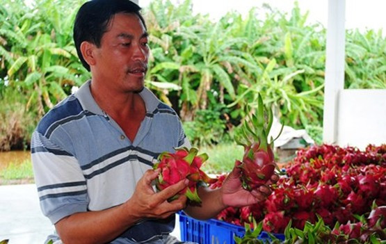 Sau hơn 16 tháng gieo trồng và cần mẫn chăm sóc, trang trại thanh long của ông Nguyễn Hữu Phước tại vùng đất U Minh Hạ (Cà Mau) đã bắt đầu cho lợi nhuận tiền tỷ. Ảnh: Dân Việt.