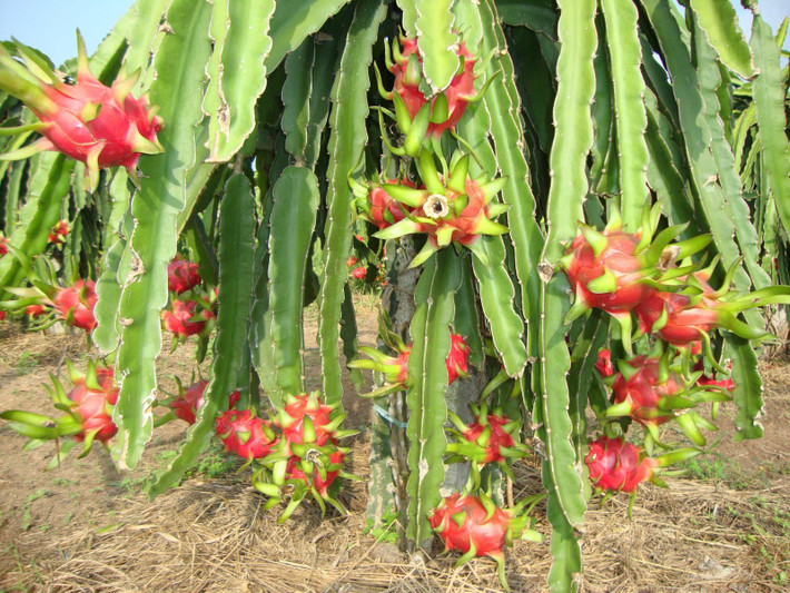 Hiện nay, mỗi ngày trang trại thanh long của ông Phước có từ 10-20 người đến phụ việc như làm cỏ, bón phân, xịt thuốc, tưới nước; đặc biệt, vào những ngày thu hoạch sẽ có 30 lao động đến hái trái. Bình quân tiền nhân công từ 100.000-120.0000 đồng/lao động/ngày, đã giải quyết đáng kể công ăn việc làm cho người dân địa phương. Ảnh: Vietq.