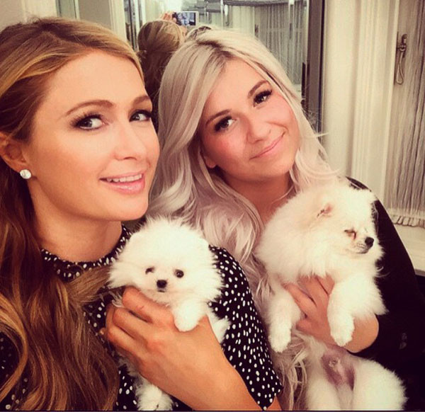 Vốn là người yêu chihuahua, Paris Hilton đã bỏ ra rất nhiều tiền của mua những chú chó nhỏ như tách trà. Năm ngoái, cô mua hai con chó trắng với giá 25.000 USD (gần 540 triệu đồng).