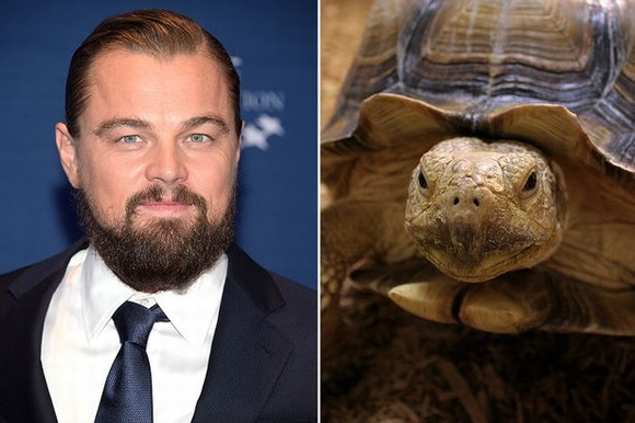 Mặc dù Lonardo DiCaprio chỉ mua chú rùa biển với giá 400 USD để làm thú cưng nhưng đây lại là vật nuôi phải tốn nhiều tiền để chăm sóc nhất. Rùa biển là một trong những động vật sống lâu nhất trên thế giới (hơn 100 năm). Ước tính chi phí nuôi chú rùa này tối thiểu khoảng 300 USD (hơn 6 triệu đồng) một tháng. Chính vì thế, đây có thể được xem là khoản đầu tư rất tốn kém của Leonardo DiCaprio.