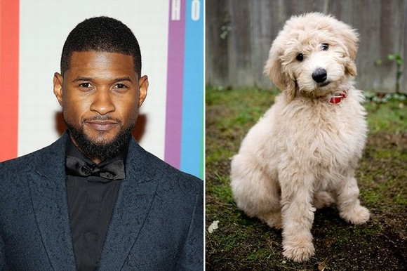Nam ca sỹ nổi tiếng người Mỹ Usher được biết đến là người rất thích sở hữu những con vật nuôi đắt giá. Năm 2012, anh đã chi ra 12,000 USD (hơn 240 triệu đồng) để mua một chú chó thuộc giống Goldendoodle tại một cuộc đấu giá của quỹ mang tên “Những cây bút ước mơ”.