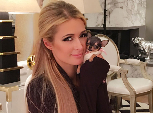 Với niềm đam mê thú cưng đắt đỏ, Paris Hilton vừa mua một con chihuahua hôm 10/10 tại New York với giá 8.000 USD (177 triệu đồng). Chú chó này đã được 4 tháng tuổi nhưng chỉ nặng 0,3 kg.