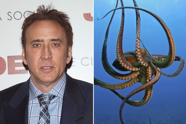 Với sở thích khá lạ đời, nam tài tử Hollywood Nicolas Cage đã chi tới 150.000 USD (khoảng 3,3 tỷ đồng) để mua con bạch tuộc về làm thú cưng.