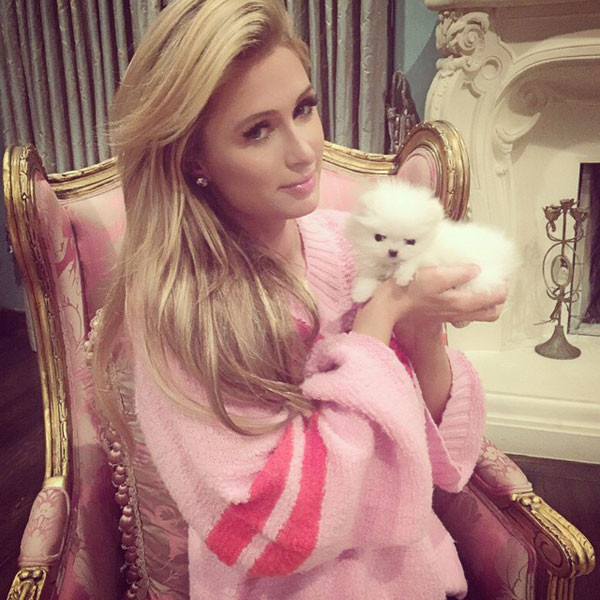 Năm 2014, cô cũng đón về biệt thự của mình một con giống Pomerania bé bỏng giá 13.000 USD. Tổng cộng, trong vòng 2 năm cô đã chi 46.000 USD để mua 4 chú chó xinh xắn.