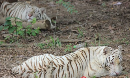Vườn nuôi thú quý hiếm của ông Lê Thanh Thản nằm trong khuôn viên Khu sinh thái Trại Bò tại Diễn Châu, Nghệ An. Nơi này còn sở hữu rất nhiều động vật hoang dã mua từ châu Phi như 1 cặp ngựa vằn, 1 cặp ngựa bạch, 2 con hổ vằn, 1 con gấu, vài chục con hươu, linh dương, 2 con đà điểu...