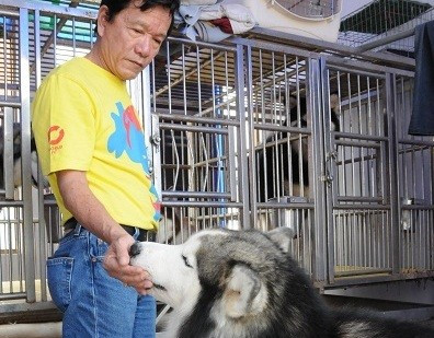 Đại gia Sài Thành Lê Chính (quận Tân Phú, TP HCM) đã không tiếc công sức và tiền của, chi ra cả trăm triệu đồng để được sở hữu chú chó Alaska. Anh từng bỏ ra 10.000 USD để đưa về chú Summo khổng lồ thuộc giống Alaska Malamute và mua một siêu khuyển khác.