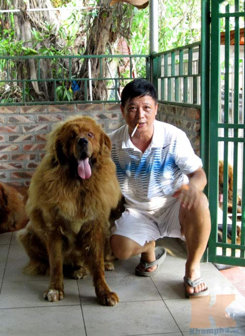 Ông Triệu (ở phố Đại La, Hà Nội) sở hữu 3 chú chó ngao Tây Tạng (dòng chó quý hiếm được các đại gia Việt săn lùng). Ba chú chó của ông Triệu đều thuộc hàng "khủng", có con cao tới 85 cm, nặng khoảng 81 kg với bộ lông 2 lớp tuyệt đẹp.