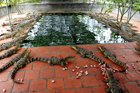 Một vị đại gia khác ở quận 12, TP.HCM cũng tự tậu cho mình một hồ nuôi cá sấu ở trước nhà, với mục đích thư giãn đầu óc khi nhìn những con cá sấu đớp mồi. Phía sau vườn nhà của đại gia này còn có một khu chuồng nhốt 2 con trăn, 6 con rắn độc, 3 con gấu cùng 1 con tinh tinh. Ảnh minh họa.