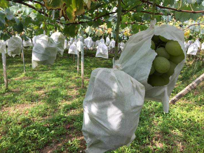 Do có giá khá đắt đỏ khi nhập về Việt Nam, loại quả này chủ yếu được giới nhà giàu mua về ăn hoặc làm quà tặng.