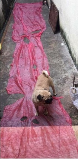 Thậm chí, vị khách này còn phải thốt lên rằng: không biết là mình bỏ tiền mua cua hay là mua dây buộc??? Mà cái dây buộc ấy to dày đến nỗi, đem trải ra thì trông y như… thảm đỏ dành cho chó.