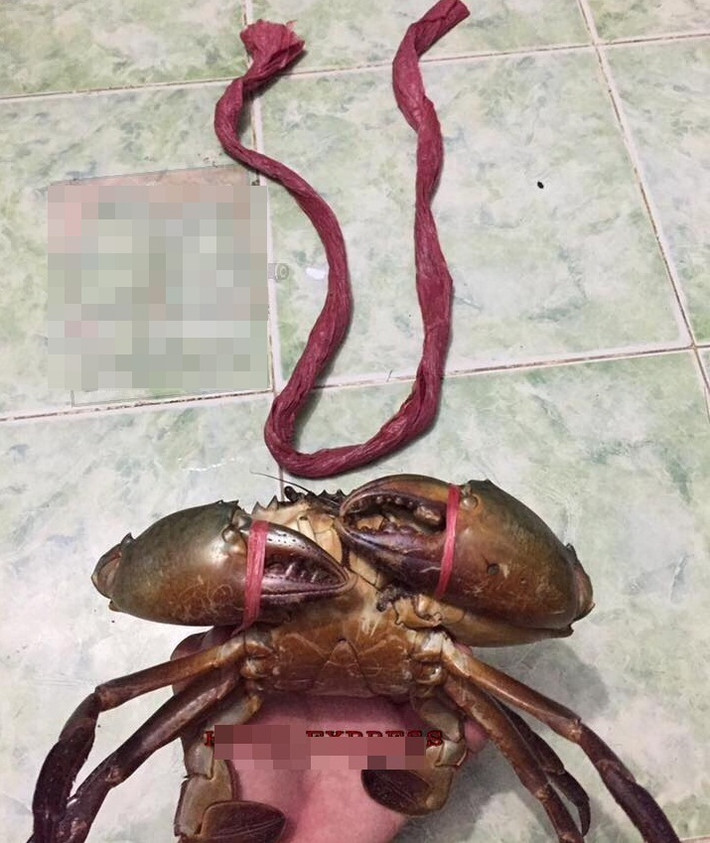 Trên một trang Fanpage Facebook có đông người theo dõi, thành viên này chia sẻ bức ảnh những con cua vừa mua được, kèm theo phản ứng ngỡ ngàng khi gỡ đống dây buộc ra.