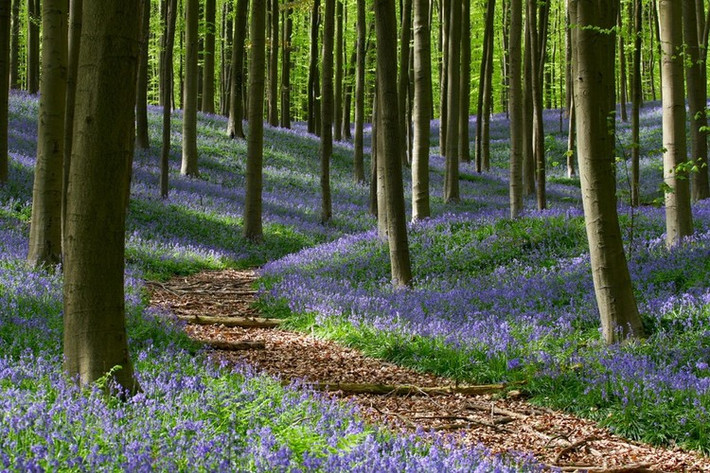 Khu rừng Hallerbos ở Flemish Brabant (Bỉ). Mỗi khi mùa xuân đến, Hallerbos giống như bừng tỉnh sau giấc ngủ đông, hàng triệu đóa chuông xanh cùng khoe sắc tạo nên một thảm xanh trải khắp khu rừng. Ảnh: Monumentaltrees.