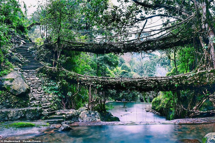 Trong khu rừng Meghalaya ở Ấn Độ, rễ cây cổ thụ vắt qua sông trong nhiều thập kỷ để tạo ra cầu rễ cây độc đáo. Ảnh: IT.