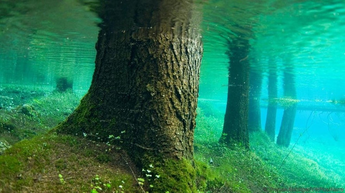 Hồ Gruener See ở Tragoess (Áo) trở nên đặc biệt khi mùa hè đến. Toàn bộ khu rừng gồm cây cối, lối đi bộ, băng ghế và cây cầu sẽ chìm dưới nước, tạo nên một thế giới kỳ ảo lôi cuốn du khách.