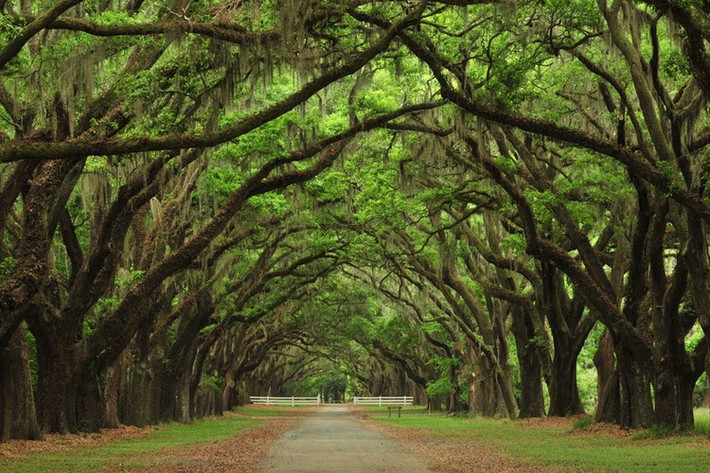 Thành phố Savannah của tiểu bang Georgia (Mỹ) được gọi với biệt danh là “Thành phố Rừng”, bởi có nhiều cây sồi cổ thụ, cành lá đan xen tạo thành vòm cung trên các con đường ở đây. Ảnh: Wordpress.