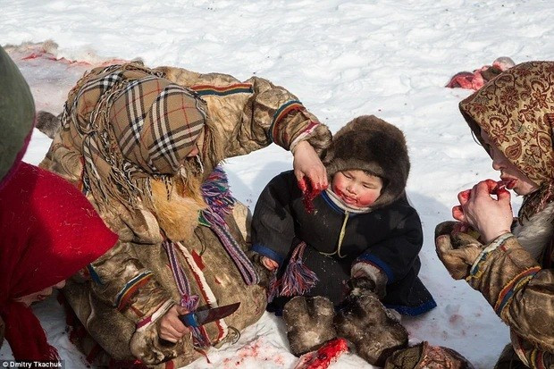 Ngay từ khi còn nhỏ, người Nenets đã được học cách ăn thịt sống và uống máu tuần lộc để giữ ấm cho cơ thể.