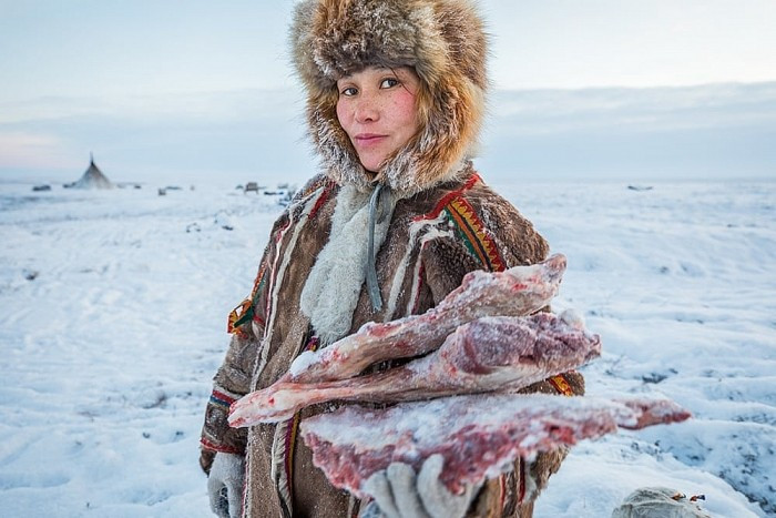 Người du mục Nenets có thể ăn thịt sống, ướp lạnh hoặc luộc chín và uống máu tươi của một con tuần lộc mới mổ.