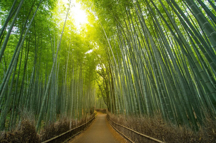 Con đường giữa rừng tre Sagano ở Kyoto, Nhật Bản: Rừng tre Sagano có những con đường đẹp như cổ tích. Vào những ngày nắng đẹp, tia nắng xuyên qua các tán cây dày đặc tạo nên một trải nghiệm khó quên.