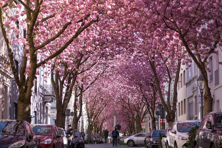 Đường hoa anh đào ở thành phố Bonn, Đức: Mỗi khi xuân về, con đường hoa anh đào ở Bonn, Đức luôn thu hút rất đông khách du lịch và các nhiếp ảnh gia.